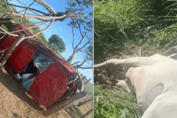 Acidente entre vaca e carro. Foto: Foto Vanderlei de Souza