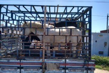 Cavalos apreendidos. Foto: SMTRan