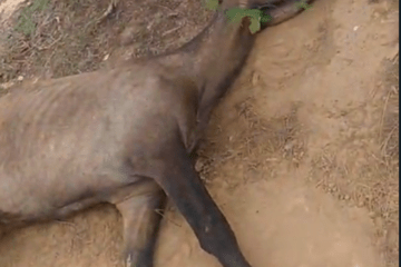 Animal agonizando há 3 dias, em Malhada