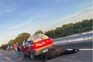 Carro bate em animal na pista. Foto: leitor