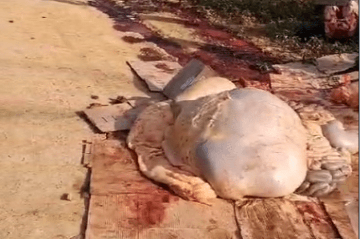 Gado abatido sem condição higiênica. Foto: leitor