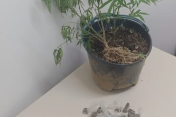 Pés de maconha apreendido. Foto: Polícia Civil