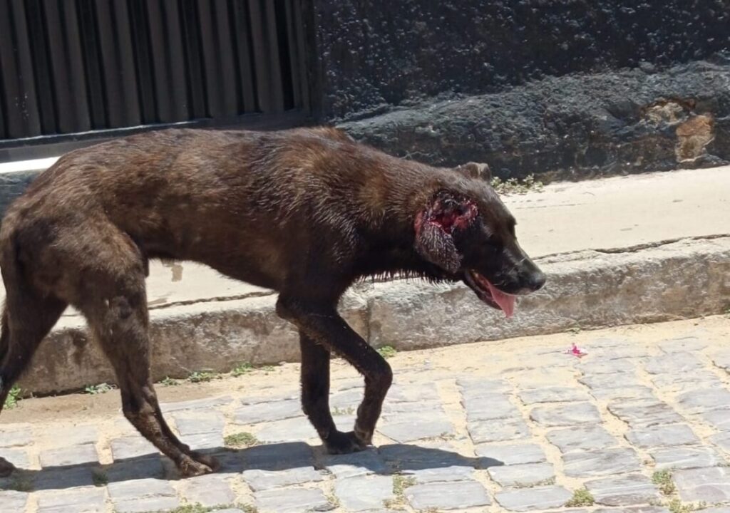 Cachorro esfaqueado. Foto: leitor