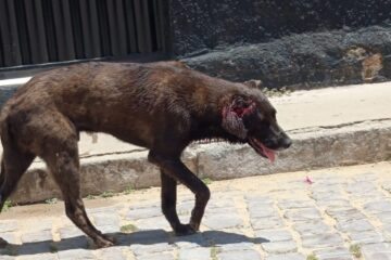 Cachorro esfaqueado. Foto: leitor