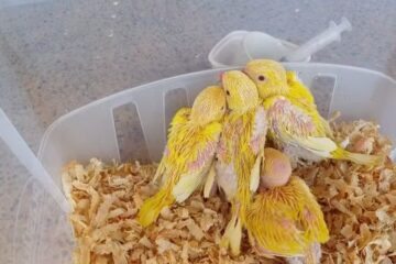 Filhotes de Ring Neck apreendidos pela PRF. Foto: PRF