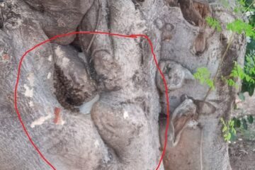 Abelhas na árvore em Carinhanha. Foto: leitor da Folha do Vale