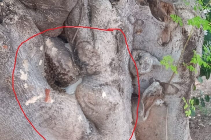 Abelhas na árvore em Carinhanha. Foto: leitor da Folha do Vale