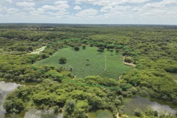 Área que estava sendo cultiva a maconha. Foto: Polícia Militar