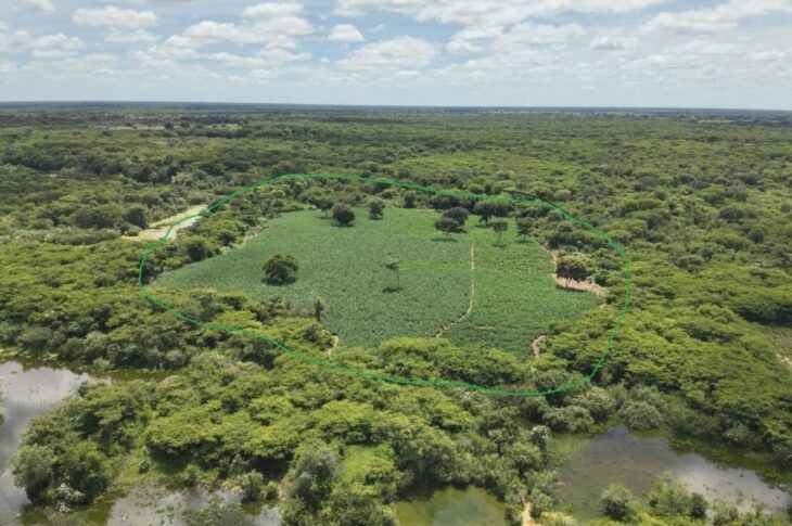Área que estava sendo cultiva a maconha. Foto: Polícia Militar