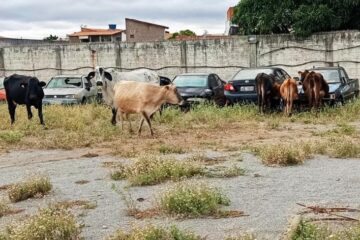 SMTRAN retira quase 100 animais soltos das ruas de Guanambi em 2025