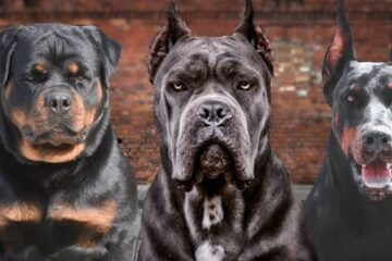 Prefeito Nal Azevedo sanciona lei que regula circulação de cães de raças perigosas em Guanambi