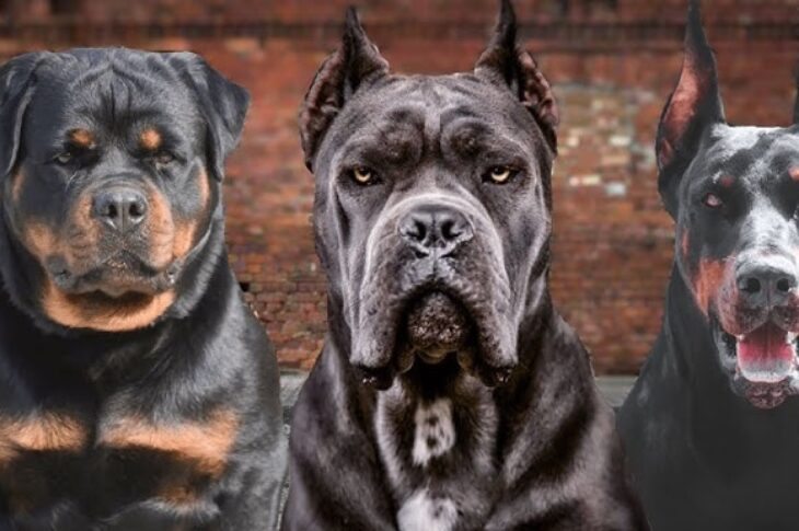 Prefeito Nal Azevedo sanciona lei que regula circulação de cães de raças perigosas em Guanambi