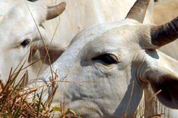 Furto de gado no Assentamento Marrecas