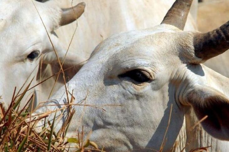 Furto de gado no Assentamento Marrecas