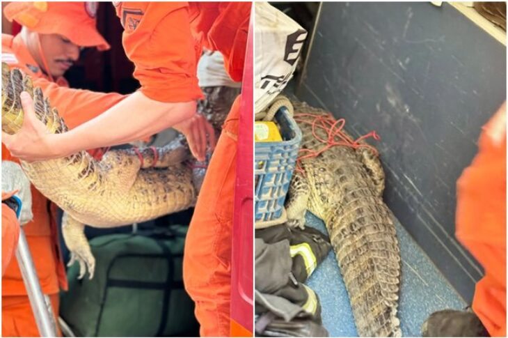Jacaré é resgatado durante limpeza da Lagoa de João Amaral em Guanambi