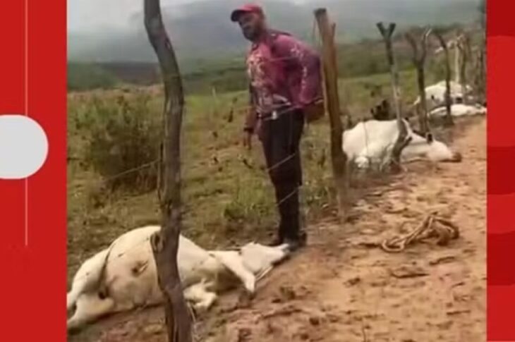 Temporal com descargas elétricas provoca morte de oito bovinos em área rural de Boquira