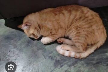 Moradores denunciam envenenamento de gatos na comunidade de Feirinha de Santa Luzia em Carinhanha